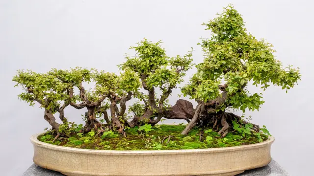 Bonsai