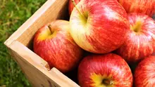 Ilustrasi buah apel (iStock)