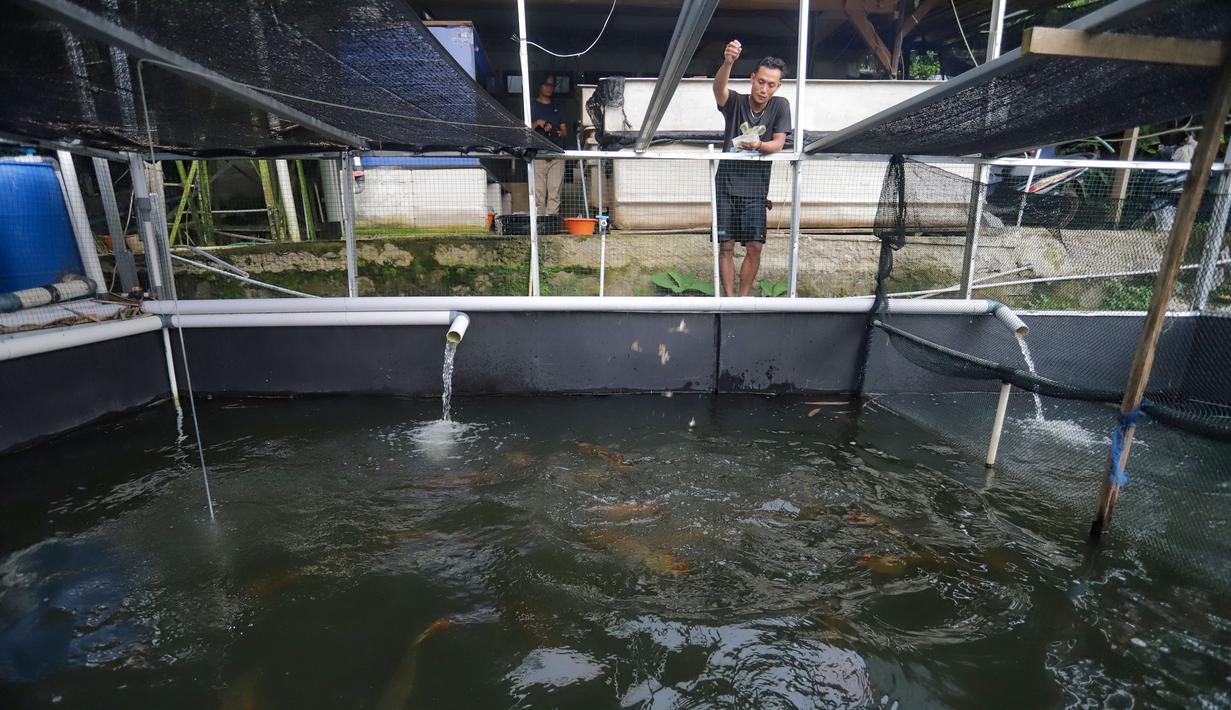 Arwana berasal dari famili Osteoglossidae dan diperkirakan telah hidup sejak 220 juta tahun lalu, berdasarkan temuan fosil. Persebarannya luas, mulai dari Asia Tenggara, Afrika, Australia, hingga Amerika Selatan. Berbagai jenisnya, seperti arwana merah, arwana emas, dan arwana perak, memiliki karakteristik unik yang menjadi daya tarik tersendiri. Tampak dalam foto, peternak memberi pakan bibit arwana yang akan dibesarkan pada kolam besar di Farm Royal Red Arowana yang terletak di kawasan Jasinga, Bogor, Jawa Barat, Sabtu (15/11/2025). (merdeka.com/Arie Basuki)