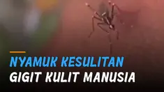 Seekor nyamuk nampak frustasi karena kesulitan gigit kulit manusia.