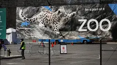 Sebuah poster terpampang di pagar Kebun Binatang Bronx, New York City, Amerika Serikat, Senin (6/4/2020). Wildlife Conservation Society menyatakan seekor harimau Malaya di Kebun Binatang Bronx positif terinfeksi virus corona COVID-19. (Spencer Platt/Getty Images/AFP)