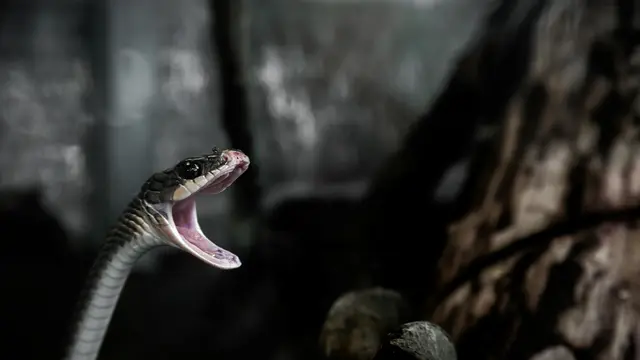 Black Mamba