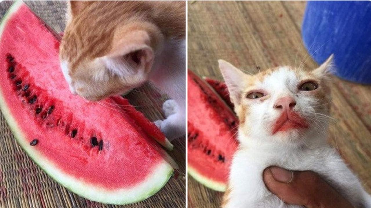 potret kocak kucing saat makan