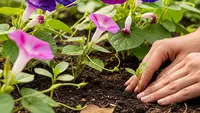 6 Cara Menanam Bunga Morning Glory untuk Taman Memukau, Cocok untuk Pemula