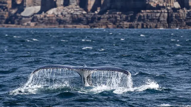 Paus Bungkuk di Jervis Bay Sydney