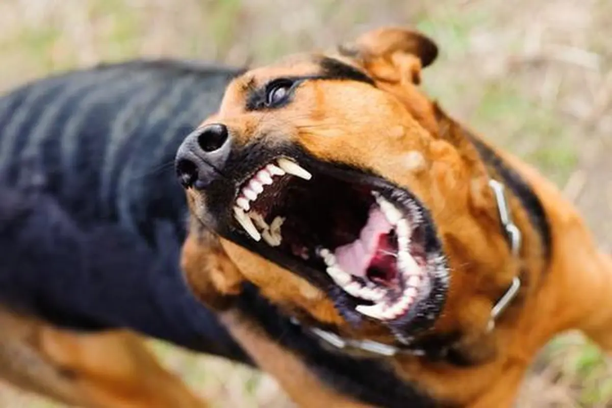 Ilustrasi Anjing Gila (Arfandi Ibrahim/Liputan6.com)