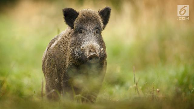 Babi Hutan atau Celeng