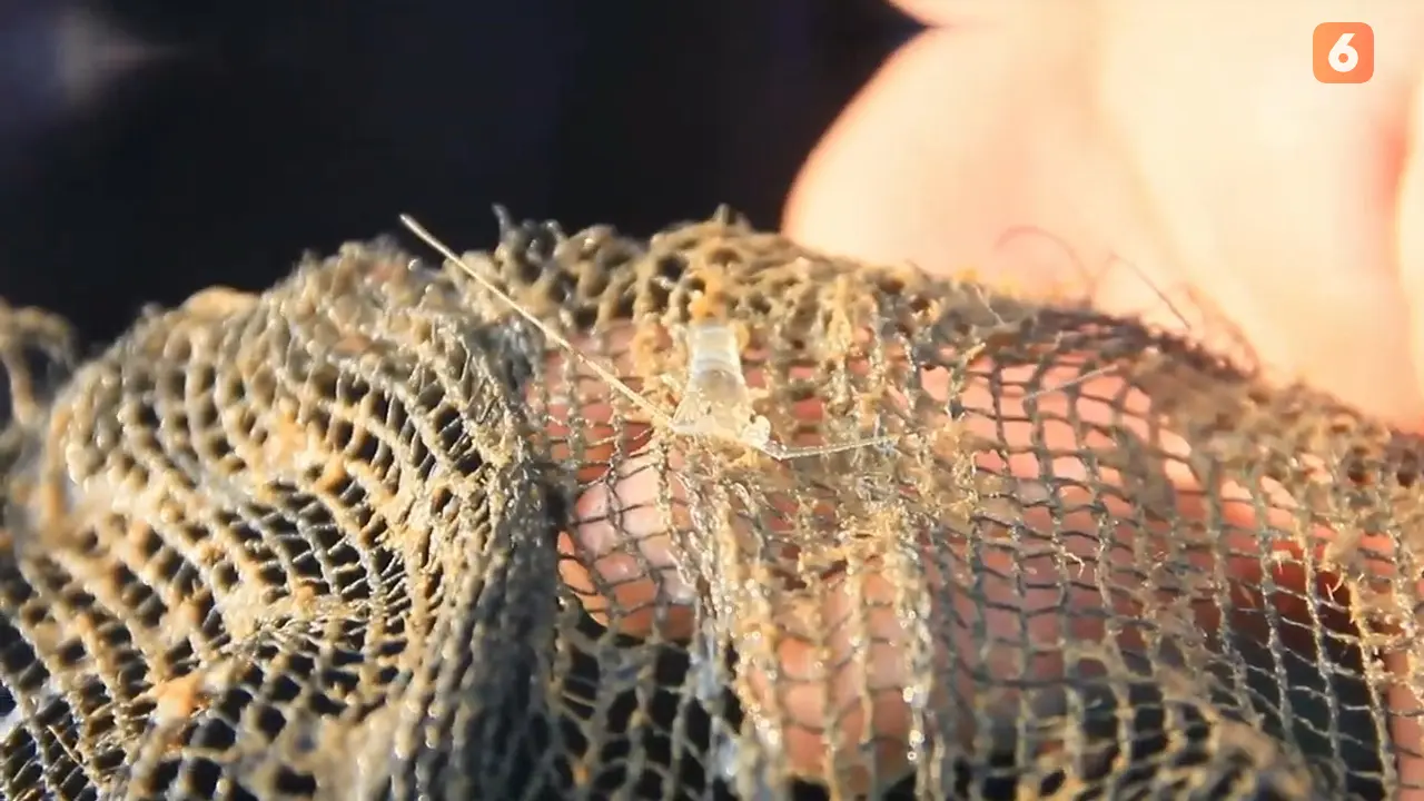 Benih bening lobster (BBL) hasil tangkapan nelayan di pantai Ujung Genteng, Kabupaten Sukabumi (Liputan6.com/Fira Syahrin).