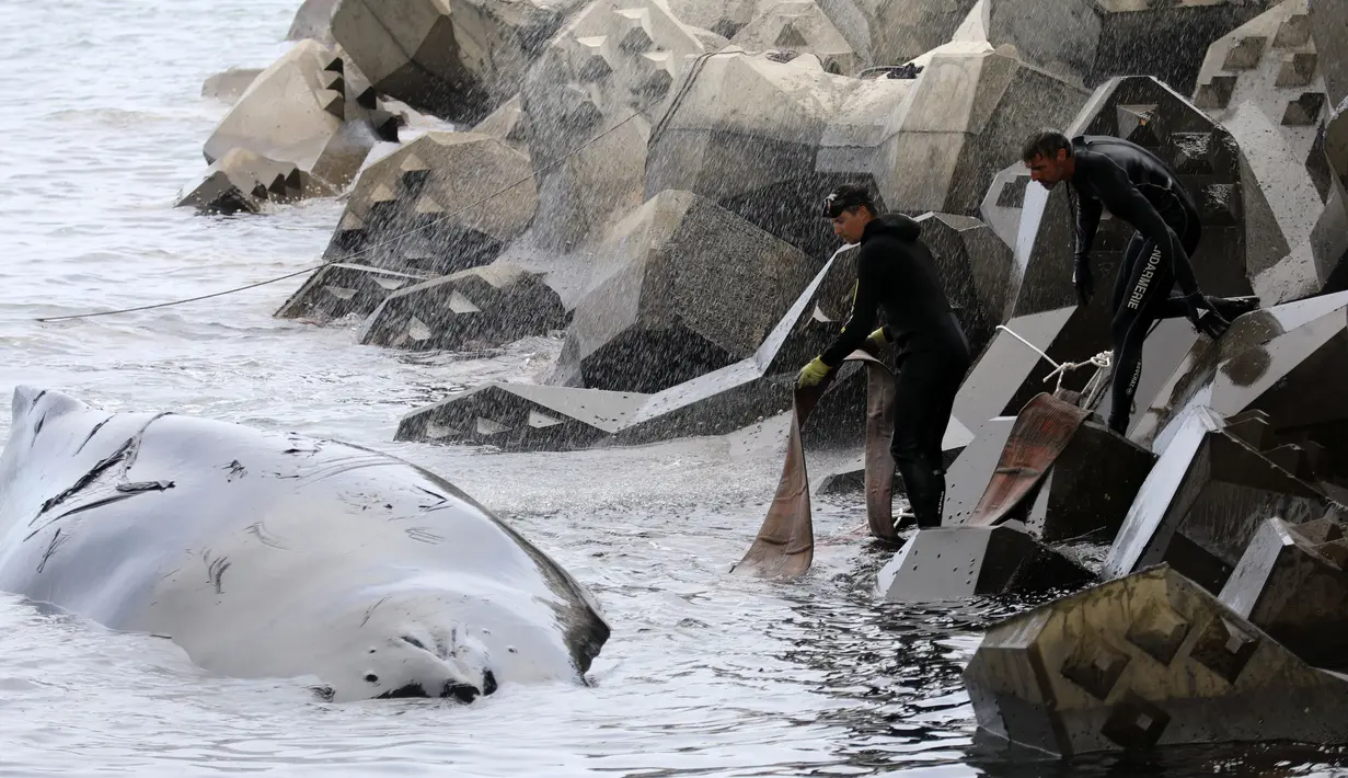 Anggota asosiasi 'Globice' yang bertugas khusus dalam perlindungan hewan laut berusaha mengevakuasi seekor paus yang terdampar di perairan dangkal Grande Chaloupe, di Reunion, Prancis (29/10). (AFP Photo/Richard Bouhet)
