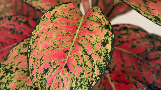 Aglaonema Red Valentine