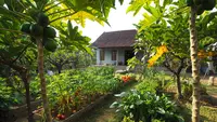 10 Ide Rumah Sederhana Sejuk di Desa dengan Pohon Buah, Cocok untuk Iklim Tropis
