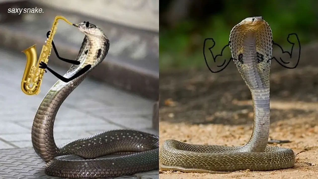 6 Editan Foto Ular Kobra Jika Punya Tangan Ini Receh Banget, Kocak