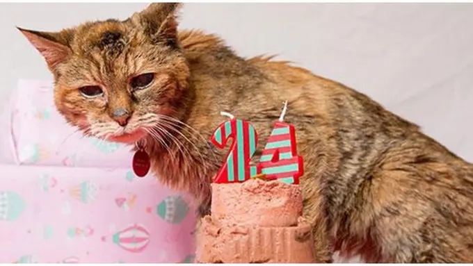 Foto: copyright boredpanda.com