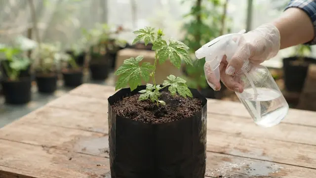 Cara Menanam Pare di Polybag