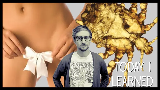 Waspada, Kutu Gorila Mengincar Rambut Kemaluan!