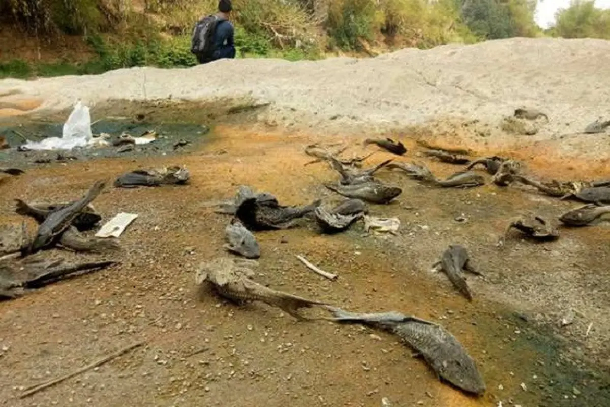 Ribuan Ikan Bengawan Solo Ditemukan Mati