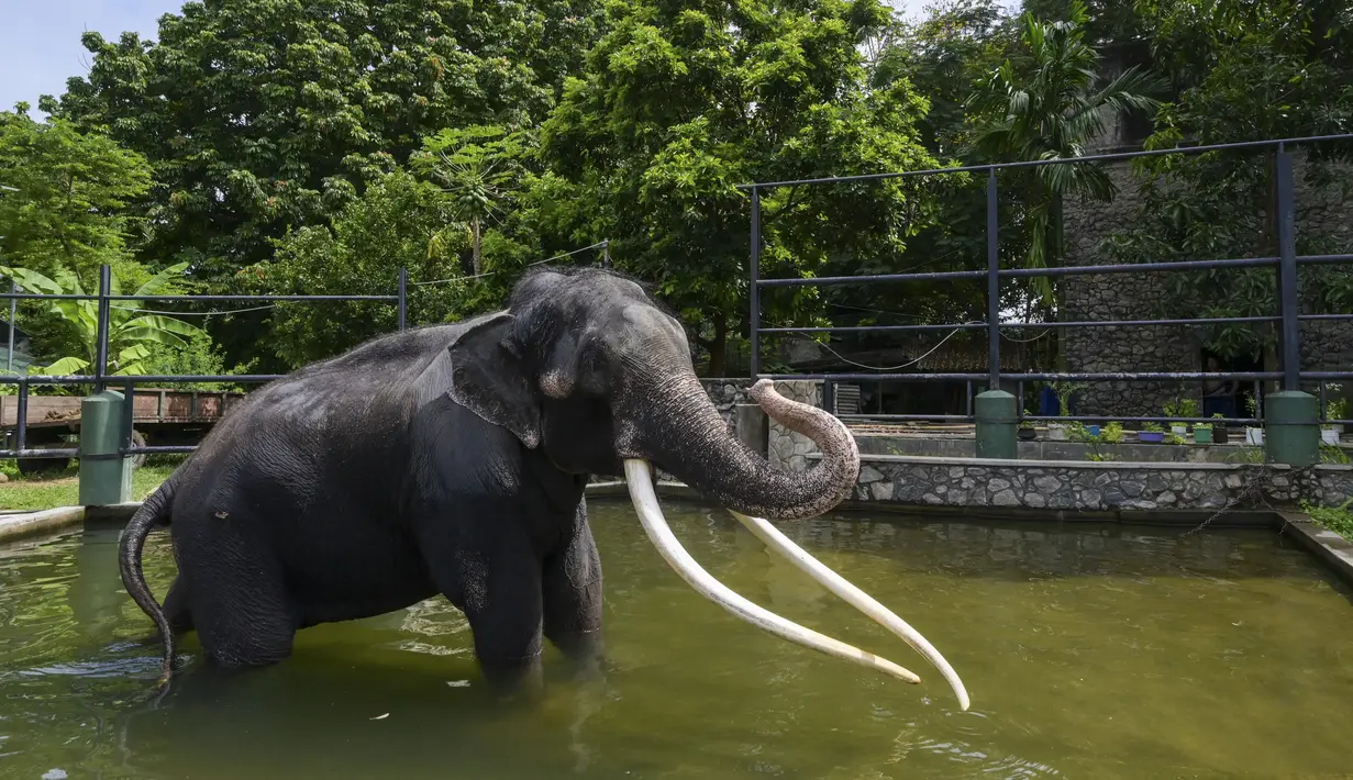 Pihak berwenang Thailand telah menghadiahkan Muthu Raja yang berusia 29 tahun - yang juga dikenal di tempat kelahirannya sebagai Sak Surin - kepada Sri Lanka pada tahun 2001. (Ishara S. KODIKARA / AFP)