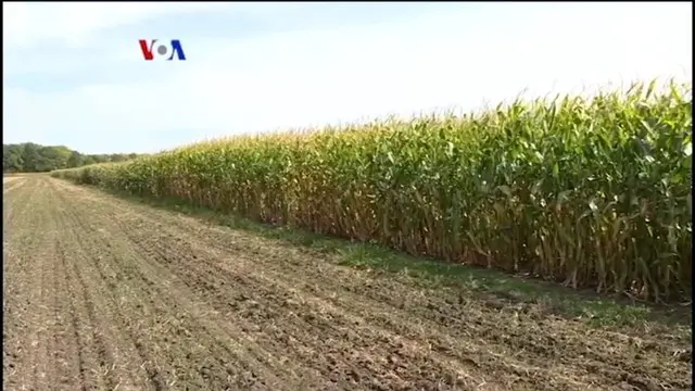 VIDEO: AS Alami Produksi Gandum Terendah dalam Sejarah