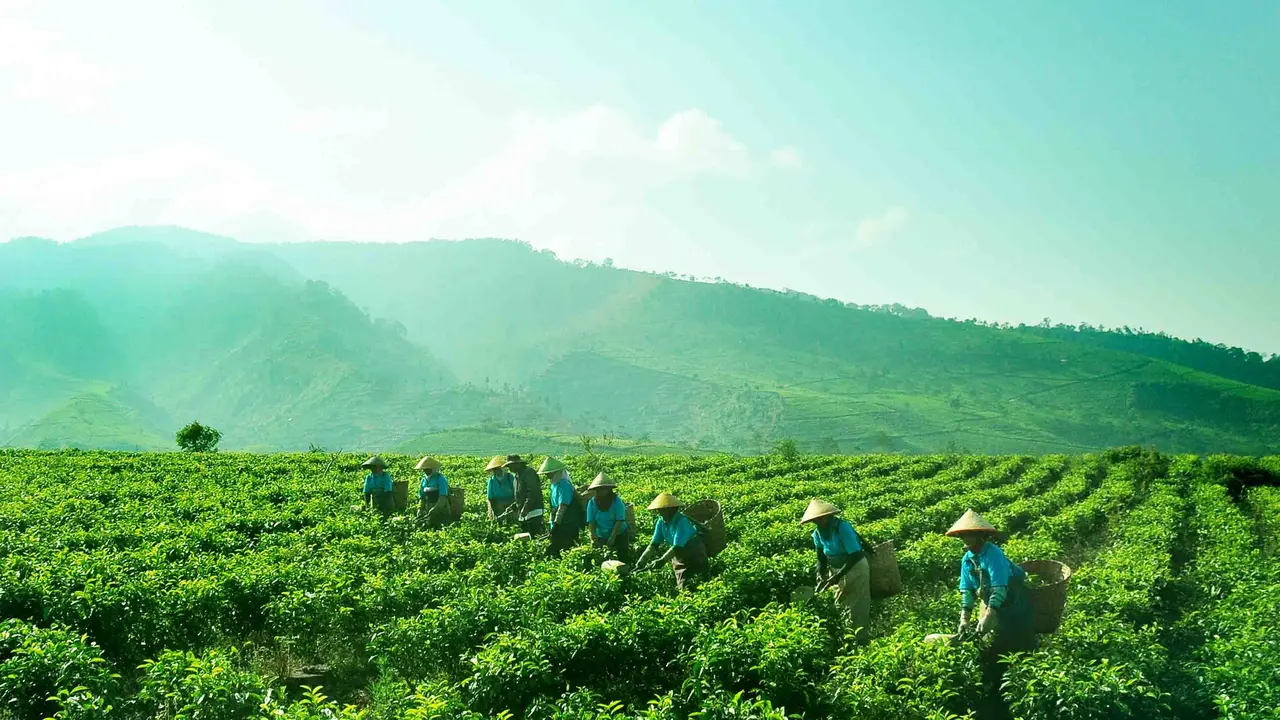 PT Perkebunan Nusantara III (Persero), Holding Badan Usaha Milik Negara yang bergerak di bidang perkebunan. (Foto: www.holding-perkebunan.com)