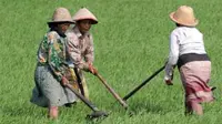 Sejumlah buruh tani membersihkan gulma di areal persawahan di Kediri, Jatim. Pembersihan dilakukan saat padi berumur satu bulan.(Antara)