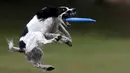 Seekor anjing menangkap frisbee dalam kompetisi frisbee anjing di Moskow, Minggu (13/9). Anjing dan pemiliknya ambil bagian dalam berbagai kategori jarak dan tes akurasi pada kompetisi untuk menilai keterampilan frisbee mereka. (REUTERS/Sergei Karpukhi)