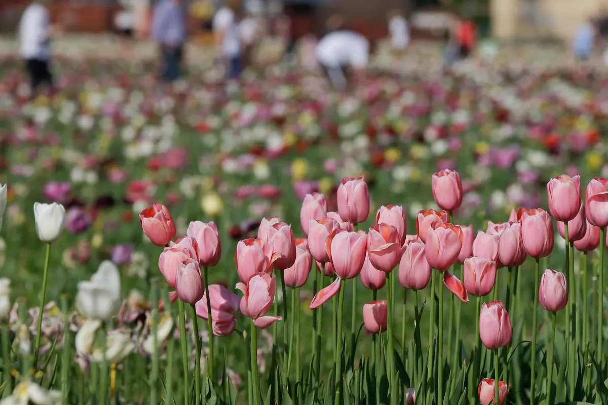 Bunga Tulip Merekah di Kota Milan