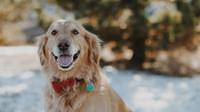 Golden Retriever. (Photo: Jenny Marvin/Unsplash)