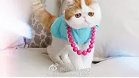 6 Gaya Kucing 'Unyu' Snoopybabe