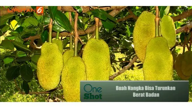 #OneShot: Buah Nangka Bisa Turunkan Berat Badan