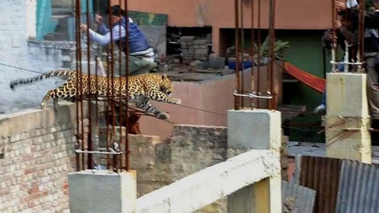 macan-tutul-140225b.jpg