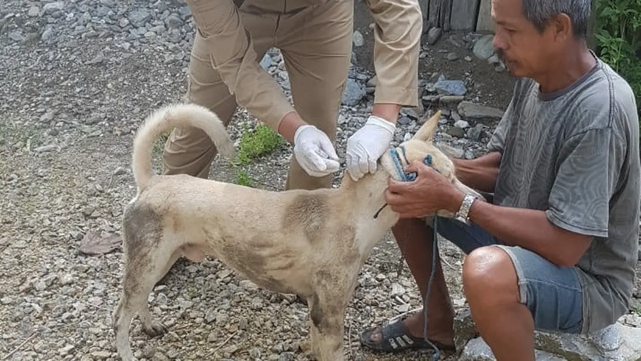 Anjing Gila Serang Orang di Kolaka Utara