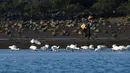 Seorang warga berjalan di dekat sekawanan ibis sendok berwajah hitam di sebuah taman lahan basah di Guangcun, Kota Danzhou, Provinsi Hainan, China selatan (28/12/2020). Spoesies tersebut memiliki persebaran yang paling terbatas dari enam spesies ibis sendok. (Xinhua/Yang Guanyu)