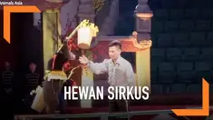 Dua anak beruang yang terancam punah berhasil diselamatkan dari sirkus di Vietnam. Mereka kini menjalani hidup di pusat perlindungan beruang.