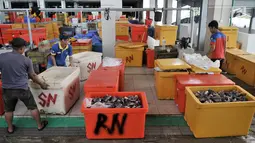 Pedagang menyortir ikan di Pasar Ikan Modern (PIM) Muara Baru, Jakarta, Kamis (21/2). Pedagang mulai menempati PIM Muara Baru sejak 16 Februari 2019. (Merdeka.com/Iqbal Nugroho)