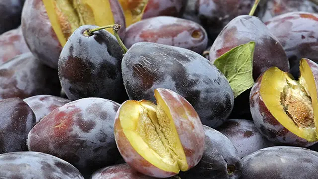 Ilustrasi buah plum