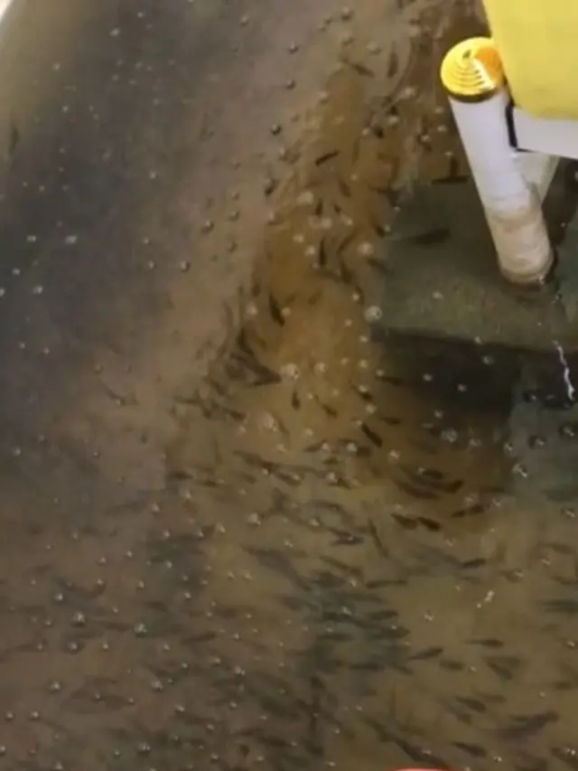 Gara-Gara Banjir, Viral Wanita Kaget Kamarnya Berubah Jadi Akuarium Penuh Ikan