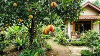 8 Cara Menanam Pala dari Biji untuk Pemula Agar Cepat Berbuah, Cocok Iklim Tropis
