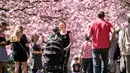 Orang-orang berjalan di bawah pohon sakura yang mekar di Pemakaman Bispebjerg, Kopenhagen, Jerman,  Jumat (20/4). Taman masih menjadi pilihan masyarakat Jerman untuk mengisi musim semi. (Mads Claus Rasmussen/Ritzau Scanpix via AP)