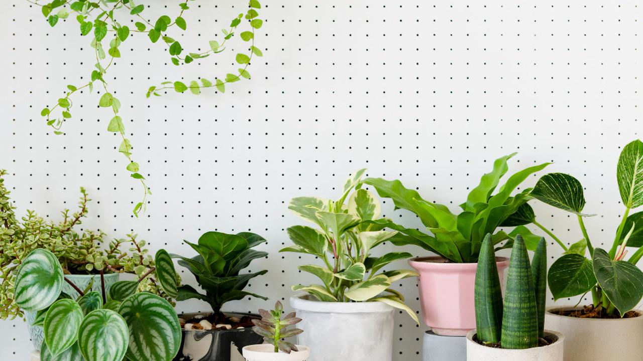 Ilustrasi bunga sri rejeki, tanaman hias