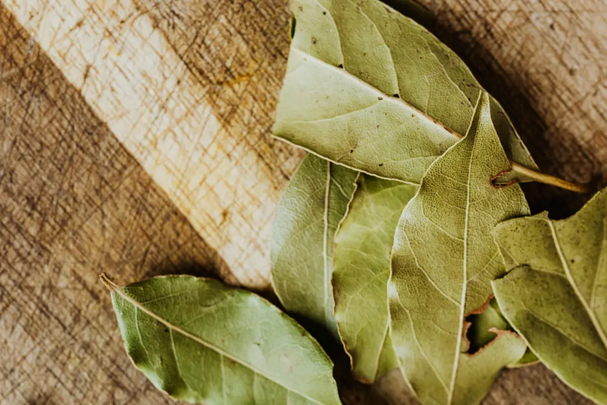 Manfaat Daun Salam