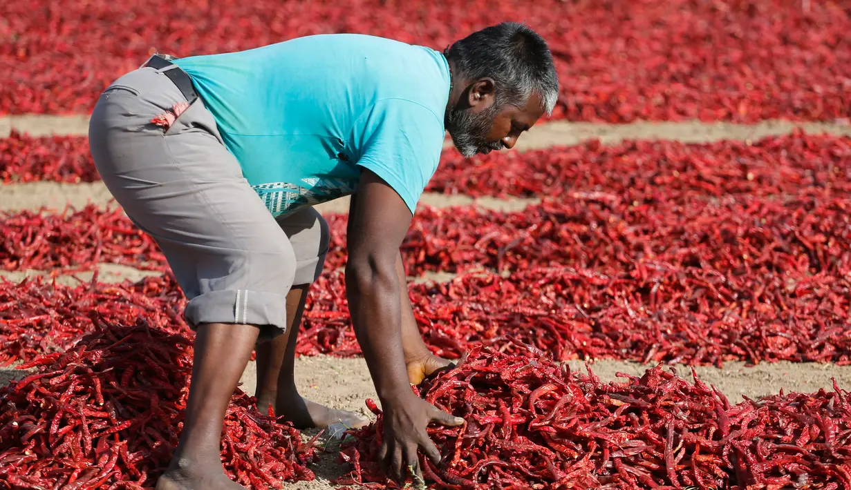Seorang pria India menyortir cabai merah di sebuah lahan pertanian di Desa Shertha, dekat Gandhinagar, 25 Maret 2018. Ribuan cabai menciptakan karpet yang menakjubkan berwarna merah. (AP Photo/Ajit Solanki)