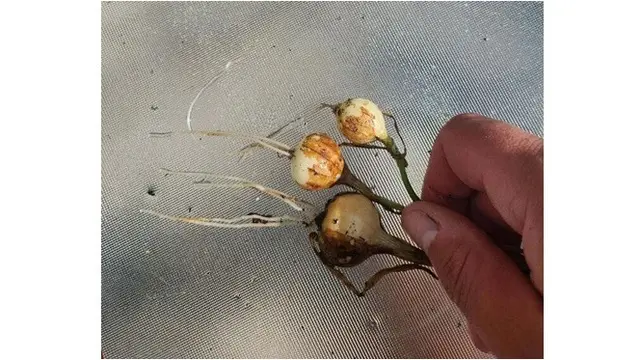 6 Potret Panen Sayur Ukuran Mini Ini Bikin Melongo, Bak Mainan Masak-masakan