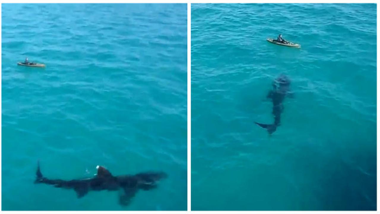 Kisah Mendebarkan Didatangi Hiu Besar *VIDEO