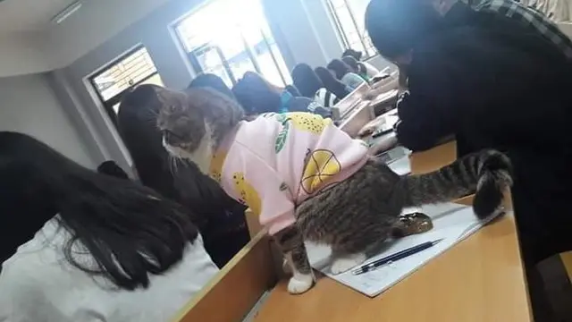 6 Potret Kucing Ikut Kuliah Ini Curi Perhatian, Bikin Ngakak