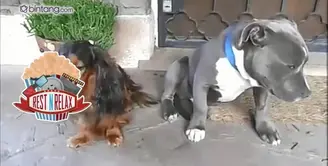 Reaksi Pitbull Saat Dituduh Gigit Alas Sepatu Tuannya