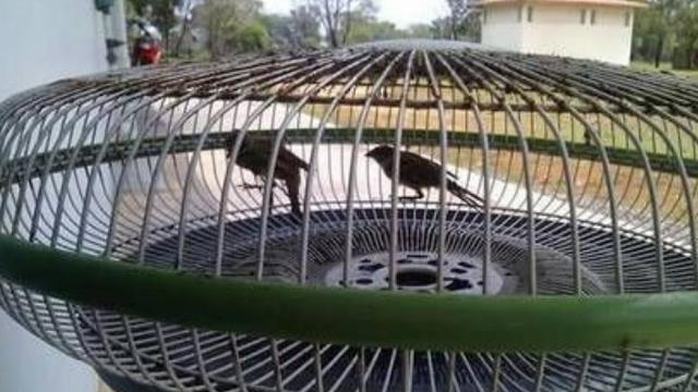 7 Potret Kandang Low Budget Ini Bikin Ngakak