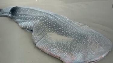 Ikan Hiu Tutul ditemukan terdampar dalam keadaan mati di Pantai Ngagelan kawasan Taman Nasional Alas Purwo Banyuwangi (Istimewa)