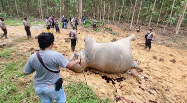 Gajah mati diracun di Kabupaten Bengkalis karena dianggap sebagai pengganggu.