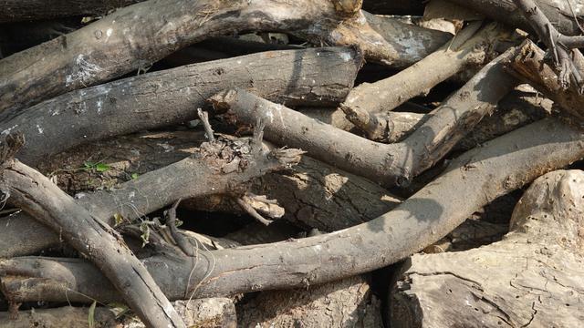 Ilustrasi pohon tumbang