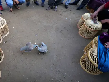 Sejumlah orang menonton dua ekor burung partridge (chukar) saat diadu dalam pertarungan tradisional di Erbil, Irak (13/5). Pertarungan burung pemakan biji-bijian ini merupakan tradisi warga Erbil. (AFP PHOTO/Safin Hamed)